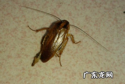 蟑螂白天会出来,蟑螂会在白天出现
