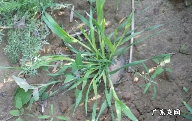 野燕麦是什么样的,燕麦的果实有什么形态特征