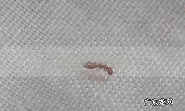 床上有小蚂蚁怎么办能除根,床上有蚂蚁怎么消灭掉有什么妙招