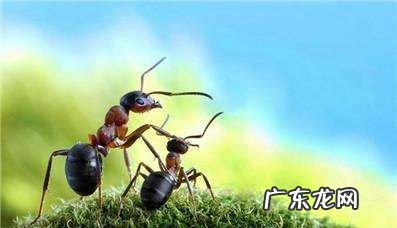床上有小蚂蚁怎么办能除根,床上有蚂蚁怎么消灭掉有什么妙招