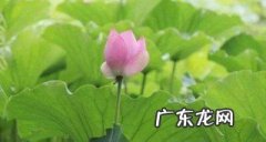 荷花定律是什么意思,什么是荷花定律