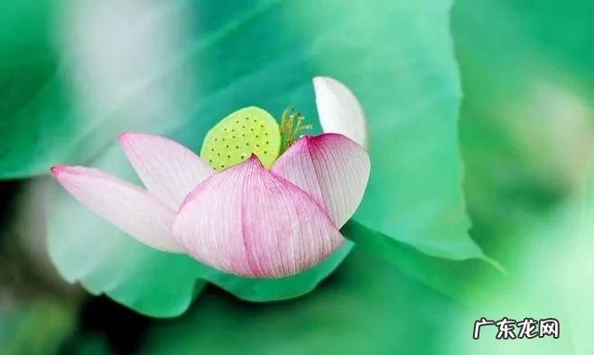 荷花定律是什么意思,什么是荷花定律