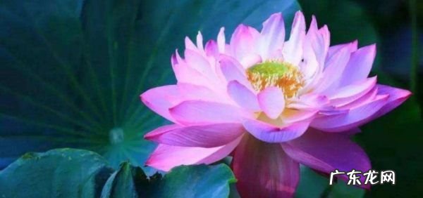 荷花定律是什么意思,什么是荷花定律