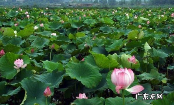 荷花定律是什么意思,什么是荷花定律