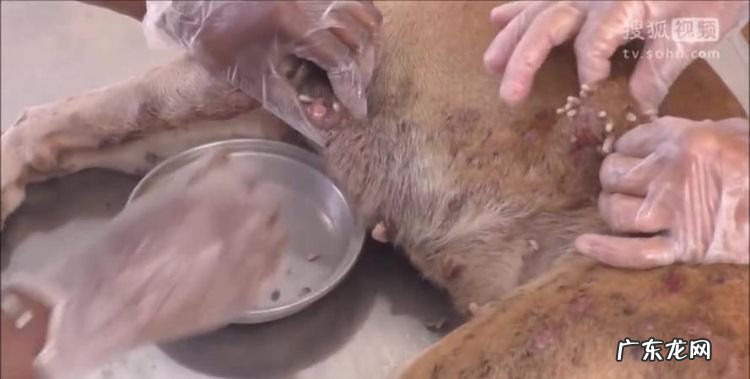 狗狗身上的蛆怎么来的,狗身上有蛆狗身上长蛆虫会传染