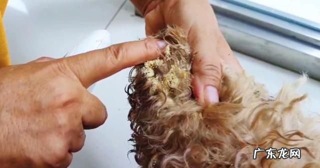 狗狗身上的蛆怎么来的,狗身上有蛆狗身上长蛆虫会传染