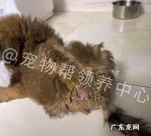 狗狗身上的蛆怎么来的,狗身上有蛆狗身上长蛆虫会传染