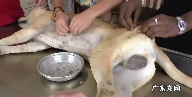狗狗身上的蛆怎么来的,狗身上有蛆狗身上长蛆虫会传染