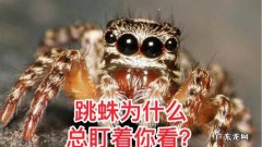 跳蛛为什么会盯着人看,跳蛛为什么会盯着人看