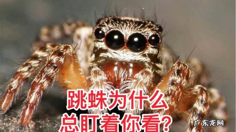 跳蛛为什么会盯着人看,跳蛛为什么会盯着人看