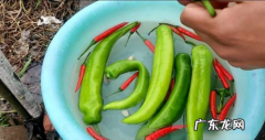 辣椒炒肉怎么做好吃,辣椒炒肉怎么炒好吃