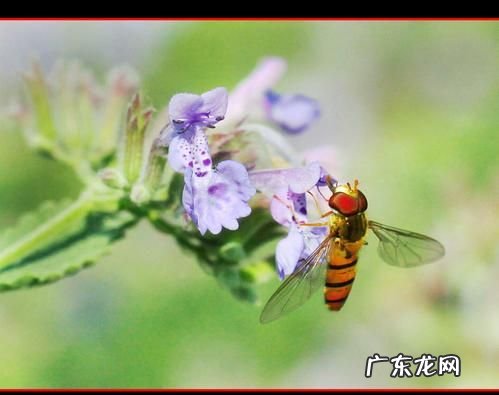 佳能600d怎么拍微距,佳能600D8-55在此场景如何设置或者怎么拍摄会更好麻烦各位指点...