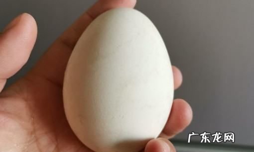 鹅蛋能蒸蛋羹,鹅蛋能蒸蛋羹