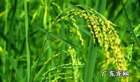 为什么种植早稻,早稻和晚稻有什么区别 早稻和晚稻有何不一样
