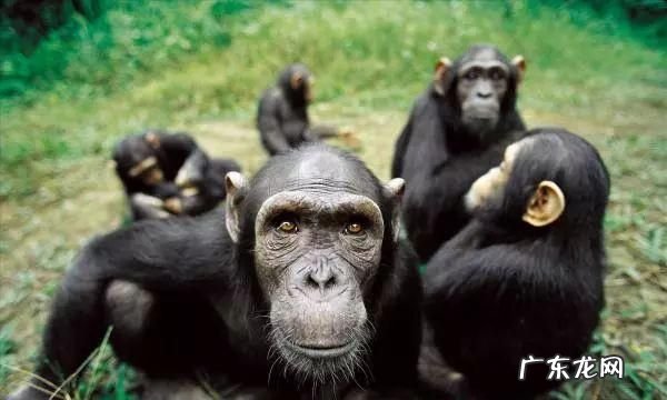 人和什么动物基因相似,人的基因跟什么动物最接近的