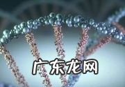 人和什么动物基因相似,人的基因跟什么动物最接近的