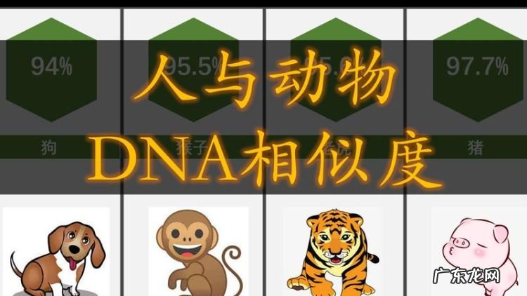 人和什么动物基因相似,人的基因跟什么动物最接近的