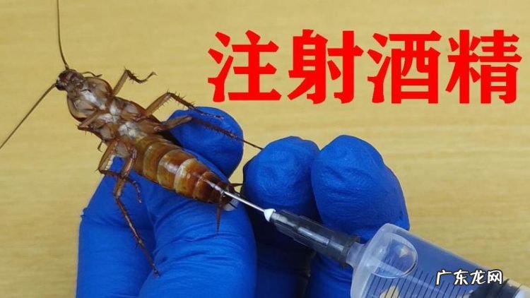 蟑螂怕酒精,蟑螂怕酒精的味道