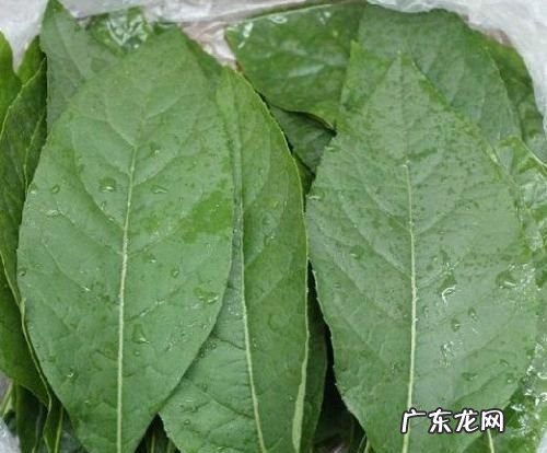 南非叶可以天天吃,子宫肌瘤能吃南非叶