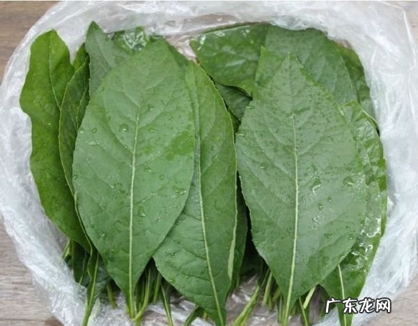 南非叶可以天天吃,子宫肌瘤能吃南非叶
