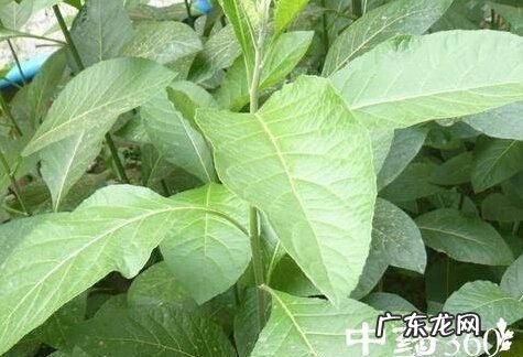 南非叶可以天天吃,子宫肌瘤能吃南非叶
