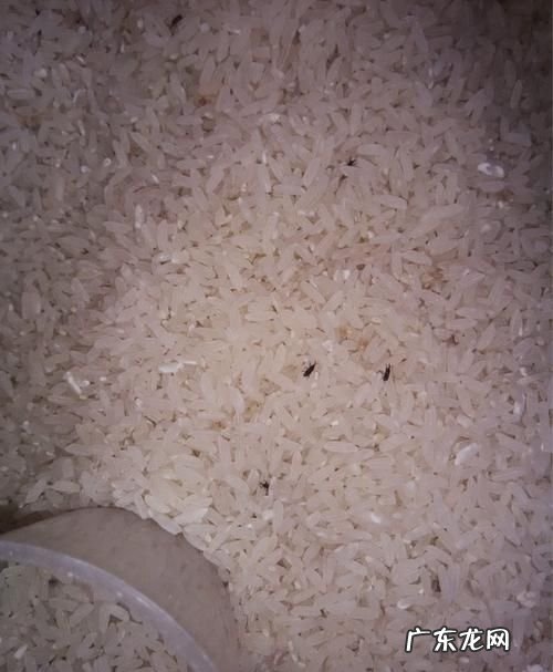 米里有白色蠕虫怎么办,米里有白色蠕虫怎么办