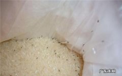 米里有白色蠕虫怎么办,米里有白色蠕虫怎么办