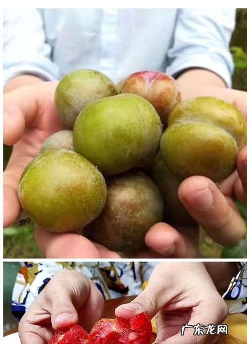 李子皮为什么这么酸,为什么李子熟了皮是酸的