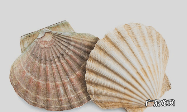 海鲜贝壳算什么垃圾,壳类海鲜是属于什么垃圾分类