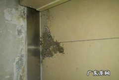 家里墙缝一直出蚂蚁为什么,家里有蚂蚁是什么原因造成的