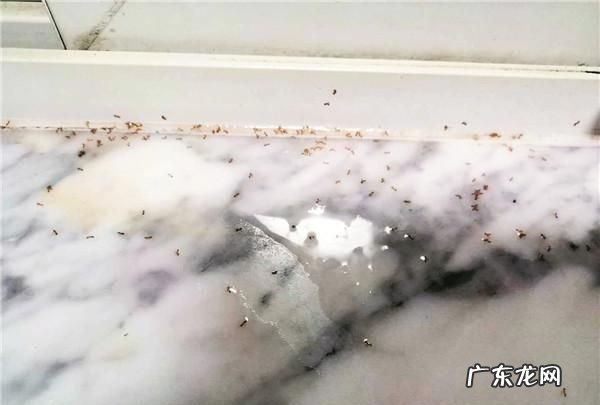 家里墙缝一直出蚂蚁为什么,家里有蚂蚁是什么原因造成的