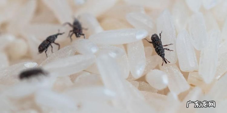 米里有黑虫子能吃,大米长了黑色的虫子还能吃