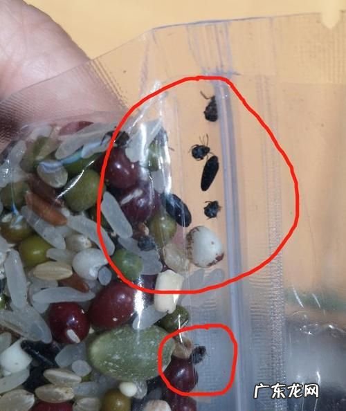 米里有黑虫子能吃,大米长了黑色的虫子还能吃