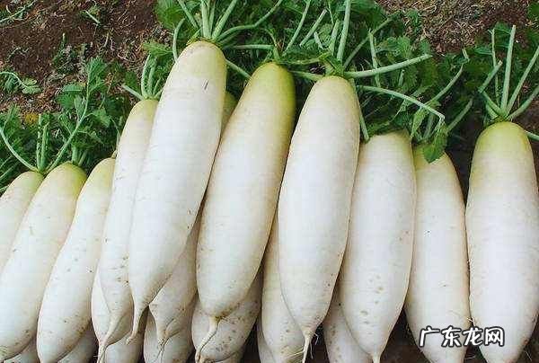 夏天吃萝卜有对身体有好处,夏天吃白萝卜好还是不好