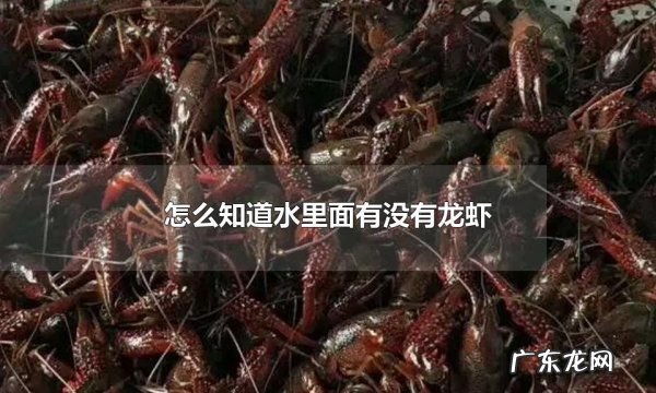 怎么知道水里面有没有龙虾,水底有龙虾