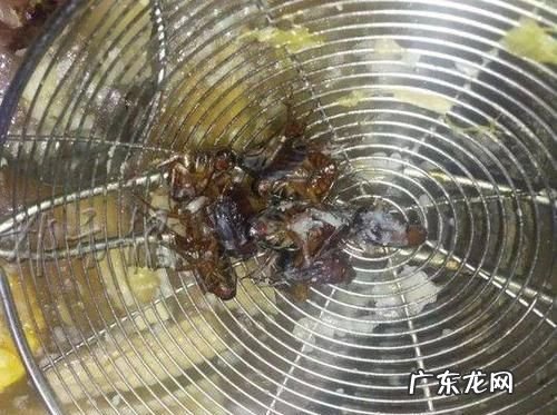蟑螂真会去吃洗衣粉,蟑螂会主动吃洗衣粉水没