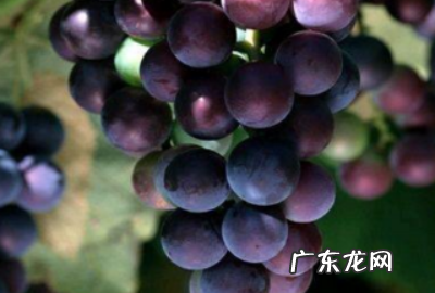 泡大剂是什么,专家英语