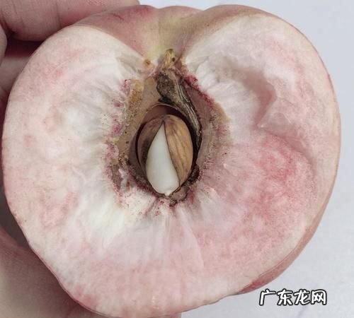 桃子的核是湿垃圾,桃子核是什么垃圾厨余垃圾