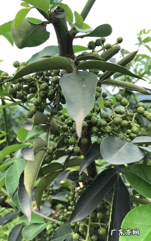 刚摘的青花椒怎么保存,青花椒怎样保存才能保鲜冬天
