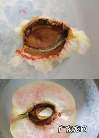 水蜜桃核属于什么垃圾,桃子核属于什么垃圾