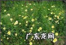 茼蒿菜怎么做好吃,茼蒿怎么做最好吃了