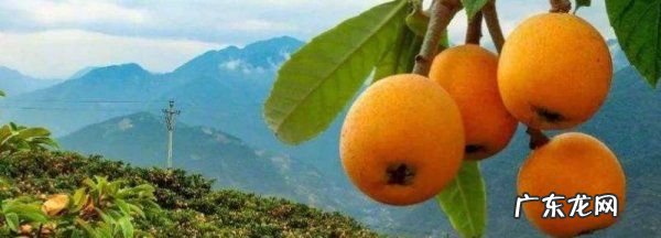 枇杷需要放软了再吃,不熟的枇杷可以做枇杷膏