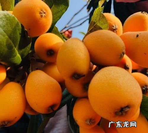 枇杷需要放软了再吃,不熟的枇杷可以做枇杷膏