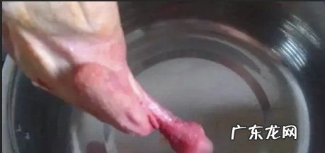 绿豆白鸽汤做法,乳鸽煲绿豆的做法大全