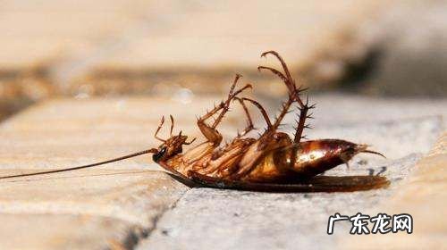 蟑螂死后为什么都是四脚朝天,蟑螂死后为什么都是四脚朝天