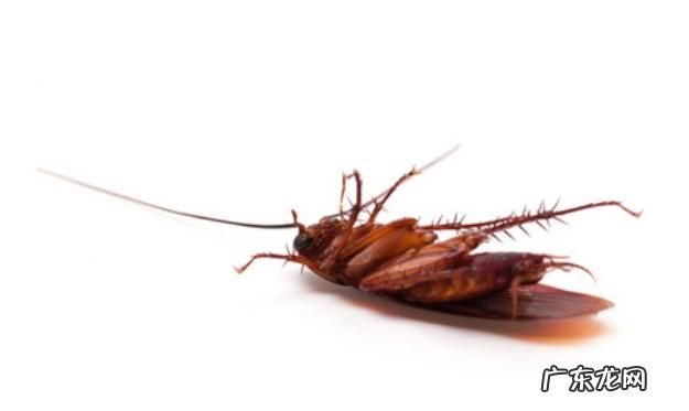 蟑螂死后为什么都是四脚朝天,蟑螂死后为什么都是四脚朝天