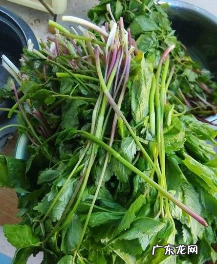 东北大叶芹怎么吃,大叶芹包饺子用焯水
