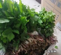 东北大叶芹怎么吃,大叶芹包饺子用焯水