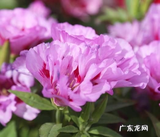 古代粉色的雅称,中国古代对颜色都是怎样称呼的人