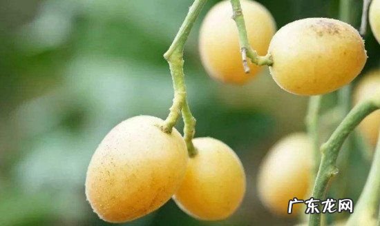 黄皮果怎样长久保鲜,黄皮可以放冰箱冷藏保存
